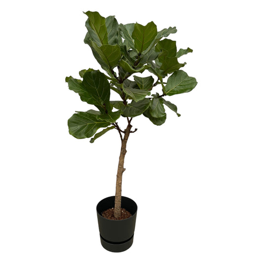 Ficus Lyrata stam inclusief elho Greenville Round zwart - 160 cm - Ø30 - Pflanzfix24