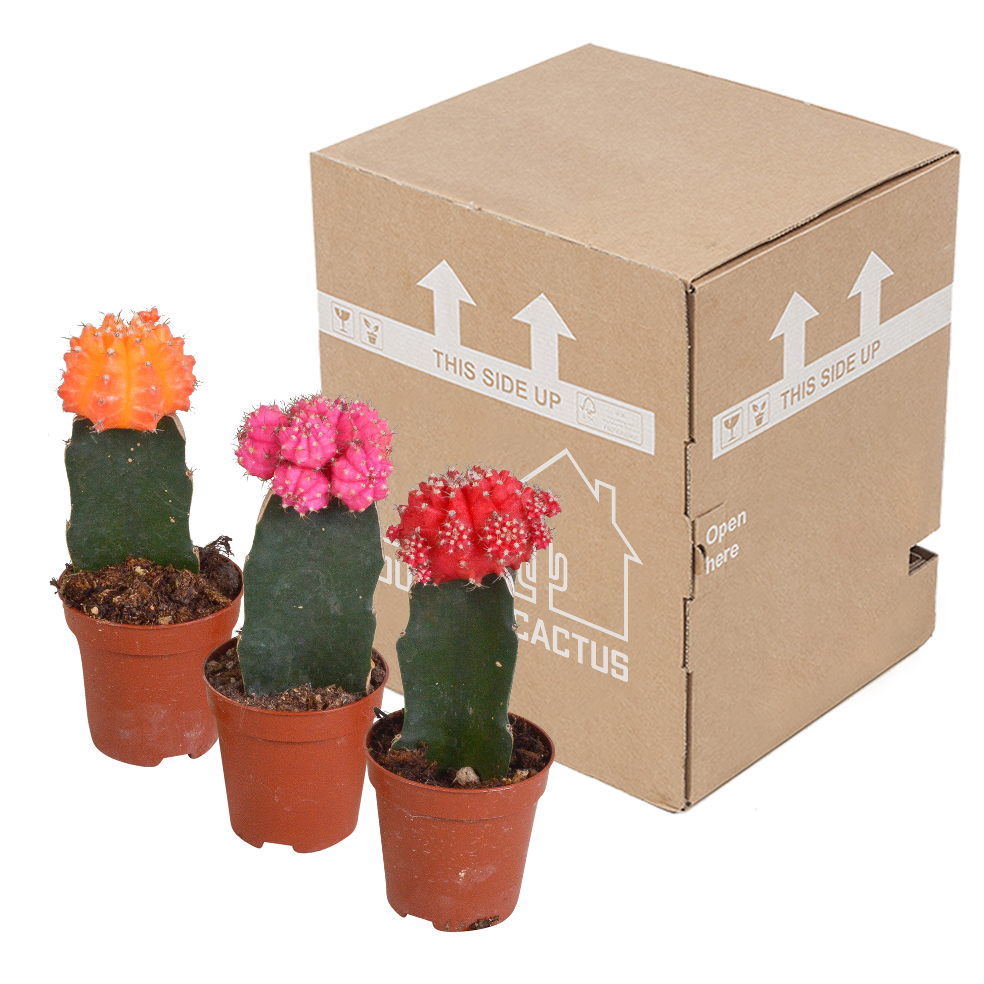 Euphorbia meloformis variegata - Gymnocalycium mix - 5,5cm - 3x - Pflanzfix24.de - Pflanzfix24.de