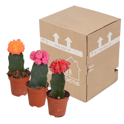 Euphorbia meloformis variegata - Gymnocalycium mix - 5,5cm - 3x - Pflanzfix24.de - Pflanzfix24.de