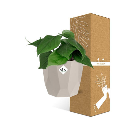 Philodendron Scandens in ELHO b.for rock 14 cm warm grey - Pflanzfix24