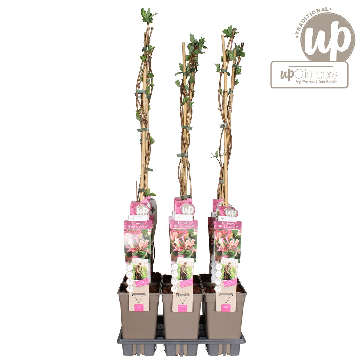Lonicera periclymenum 'Belgica' - Ø15cm - ↕65cm - Pflanzfix24