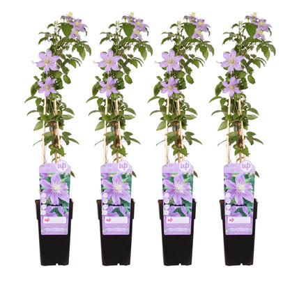 4x - Clematis Justa - ↨65cm - Ø15 - Pflanzfix24.de - Pflanzfix24.de