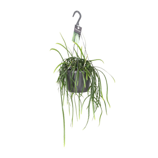 Lepismium Bolivianum – Kaktus 40 cm Ø17 | Pflanzfix24.de - Pflanzfix24.de