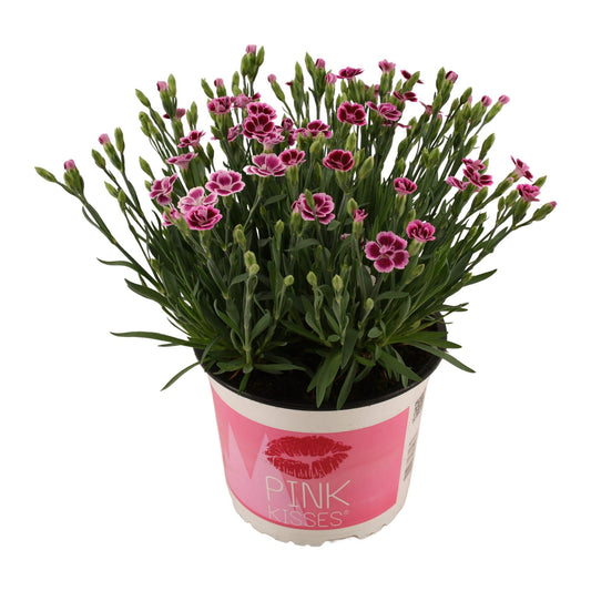 Dianthus Pink Kisses 17 CM © - Pflanzfix24