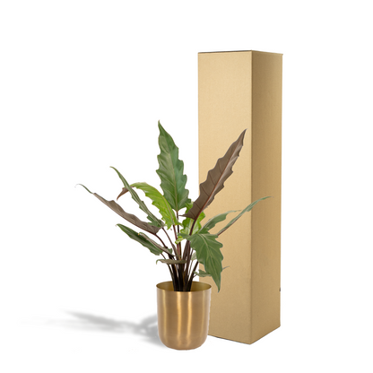 Alocasia Lauterbachiana - Ø19cm - ↕80cm + Topf Mayk Gold - Pflanzfix24