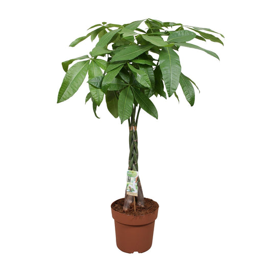 Pachira Aquatica Geldbaum Zimmerpflanze Ø24cm, 120cm hoch - Pflanzfix24.de - Pflanzfix24.de
