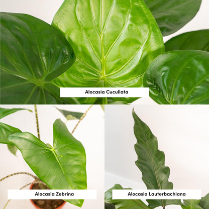 Alocasia Zebrina + Alocasia Cucullata + Alocasia Lauterbachiana - Set - Pflanzfix24.de - Pflanzfix24.de