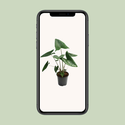 Alocasia Zebrina - Ø21cm - ↕80cm bei Pflanzfix24
