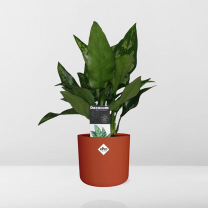 Aglaonema Maria in ELHO b.for soft rond 14cm brique - Pflanzfix24