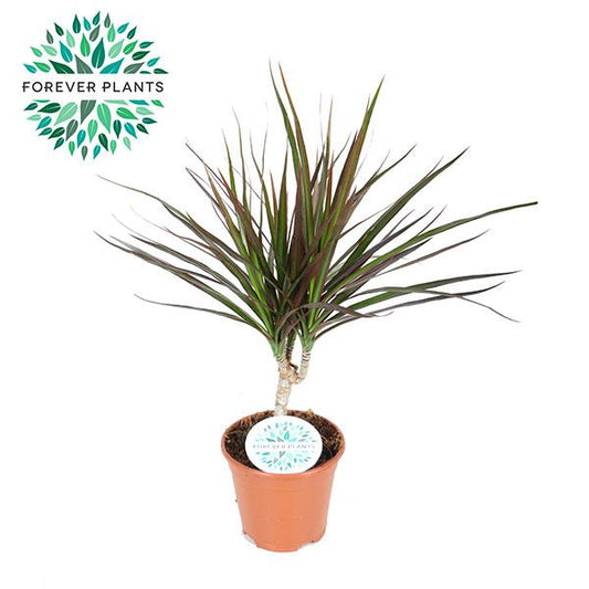 Dracaena Magenta - Ø14cm - ↕55cm - Pflanzfix24
