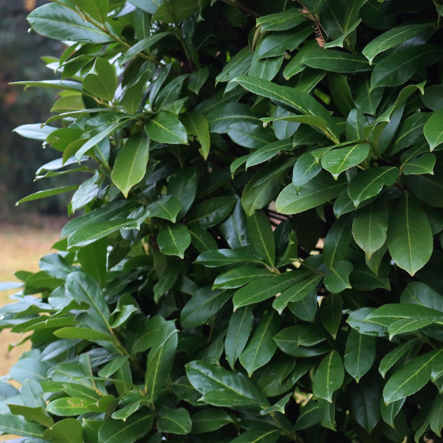 Pflanzfix24.de - Prunus laurocerasus Novita - 6 Pflanzen - 1m - immergrün - Topf 17cm - Pflanzfix24.de
