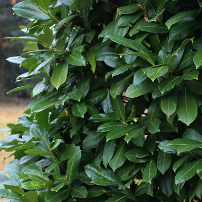 Pflanzfix24.de - Prunus laurocerasus Novita - 6 Pflanzen - 1m - immergrün - Topf 17cm - Pflanzfix24.de