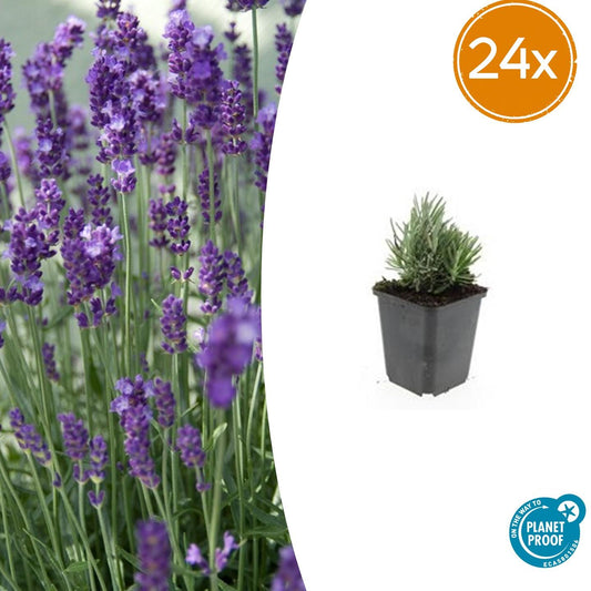 24x Lavandula ang. 'Dwarf Blue' - ↕10-25cm - Ø9cm - Pflanzfix24