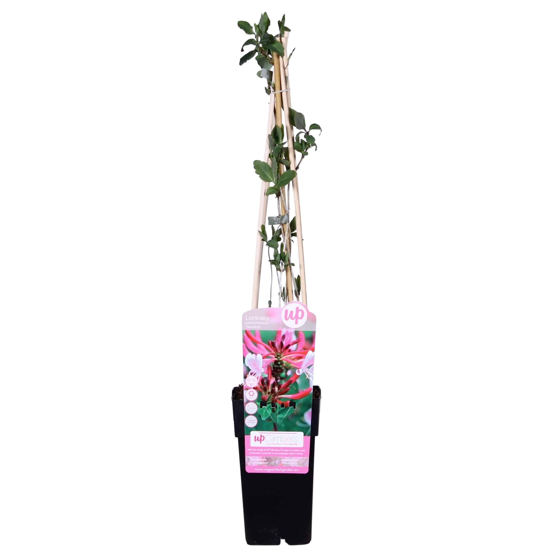 Lonicera periclymenum 'Serotina' Kletterpflanze Ø15cm – Pflanzfix24.de - Pflanzfix24.de