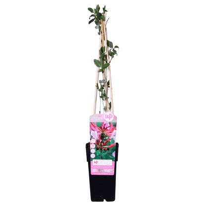 Lonicera periclymenum 'Serotina' Kletterpflanze Ø15cm – Pflanzfix24.de - Pflanzfix24.de