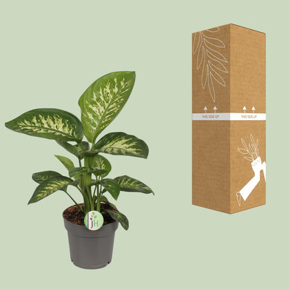 Dieffenbachia Reeva - Ø17cm - ↕50cm - Pflanzfix24