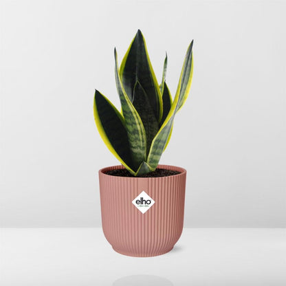 Sansevieria Futura Superba rosa 14cm – Schwiegermutterzunge | Pflanzfix24