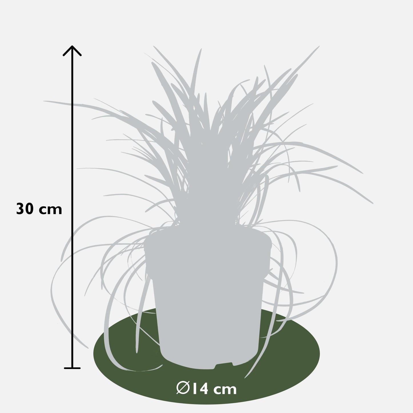 Ophiopogon planiscapus Nigrescens - Ø14cm - ↕30cm - Pflanzfix24