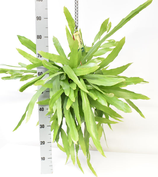 Epiphyllum Pumilum - Ø21cm - ↕70cm - Pflanzfix24