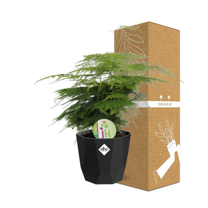 Asparagus Fern 'Plumosus' - 14cm Pot - Pflanzfix24