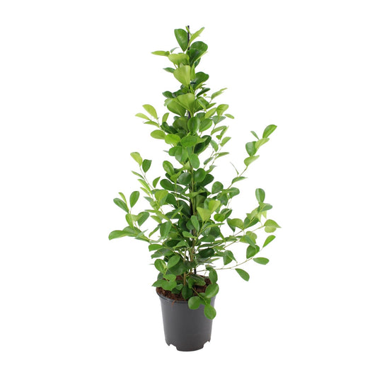 Ficus microcarpa Moclame - Ø21cm - ↕95cm - Pflanzfix24.de - Pflanzfix24.de