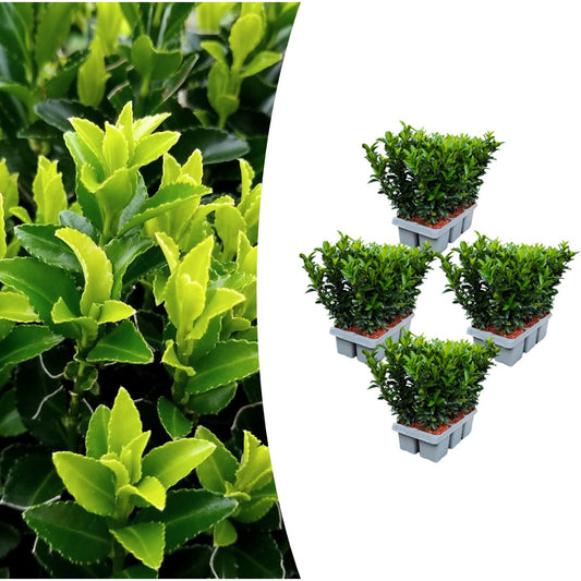 4 x 6er-Pack Euonymus 'Green Spire' - Ø 7 cm - ↨ 15 cm - Pflanzfix24.de - Pflanzfix24.de