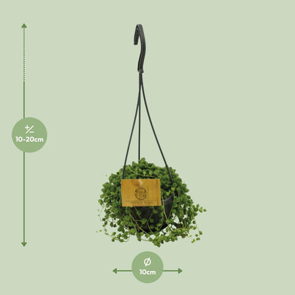 Senecio Rowleyanus - Ø11cm - ↕15cm bei Pflanzfix24