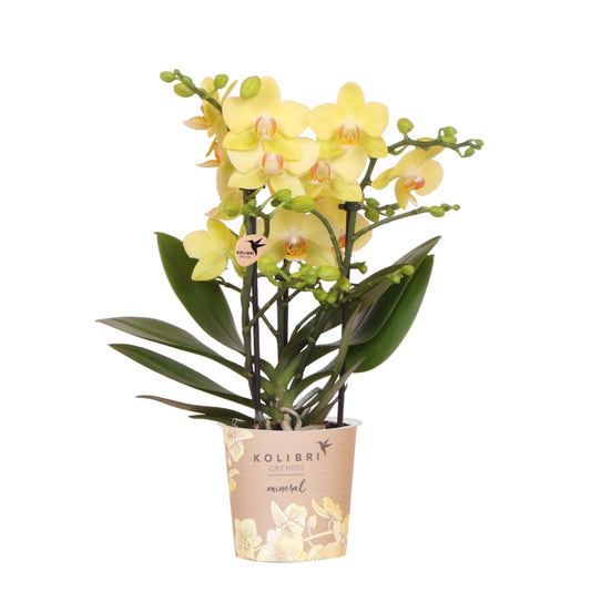 Phalaenopsis Orchidee Albenga Gelb – 9cm Topf | Pflanzfix24.de - Pflanzfix24.de