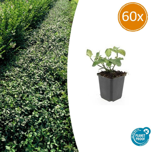Euonymus fortunei 'Dart's Blanket' - 60x - ↕10-25cm - Ø9cm - Pflanzfix24.de - Pflanzfix24.de