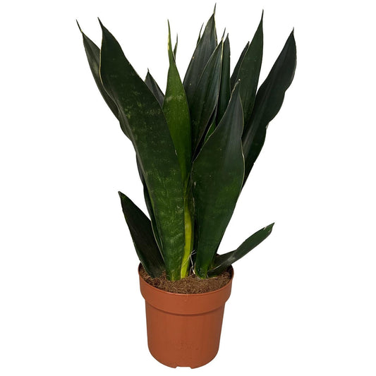 Sansevieria Black Diamond 3pp - Ø17cm - ↕60cm - Pflanzfix24