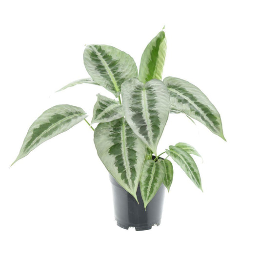 Schismatoglottis Motleyana Ø14 cm – pflanzfix24