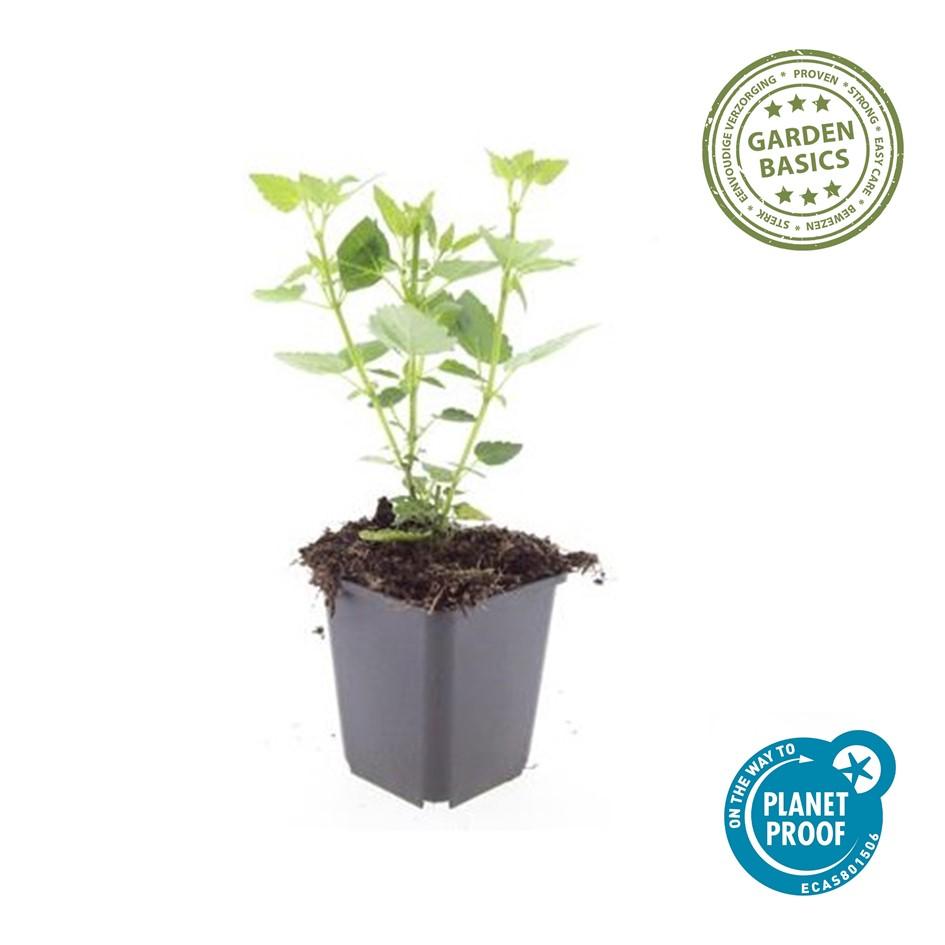 24x Agastache 'Blue Fortune' - Pflanzfix24