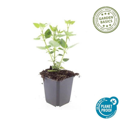 24x Agastache 'Blue Fortune' - Pflanzfix24