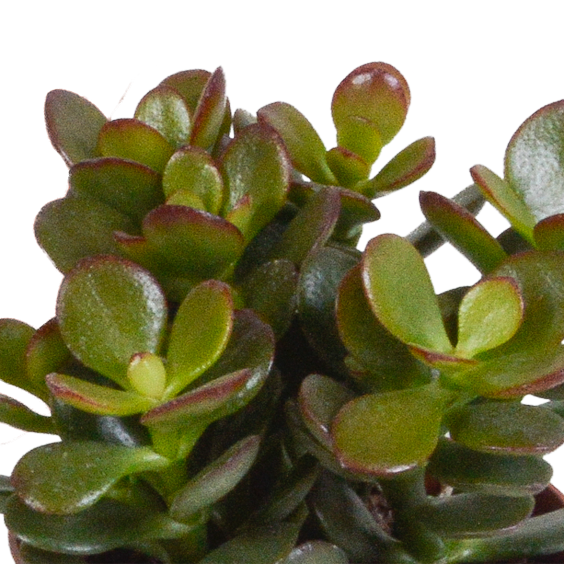 Crassula-Mix 8,5 cm - 3x - Pflanzfix24.de - Pflanzfix24.de
