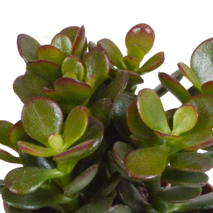 Crassula-Mix 8,5 cm - 3x - Pflanzfix24.de - Pflanzfix24.de