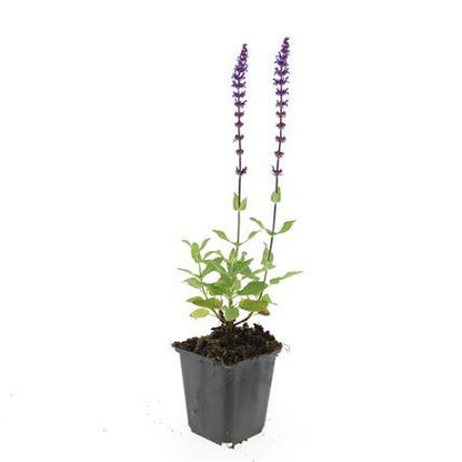 24x Salvia nem. 'Caradonna' - ↕10-25cm - Ø9cm - Pflanzfix24