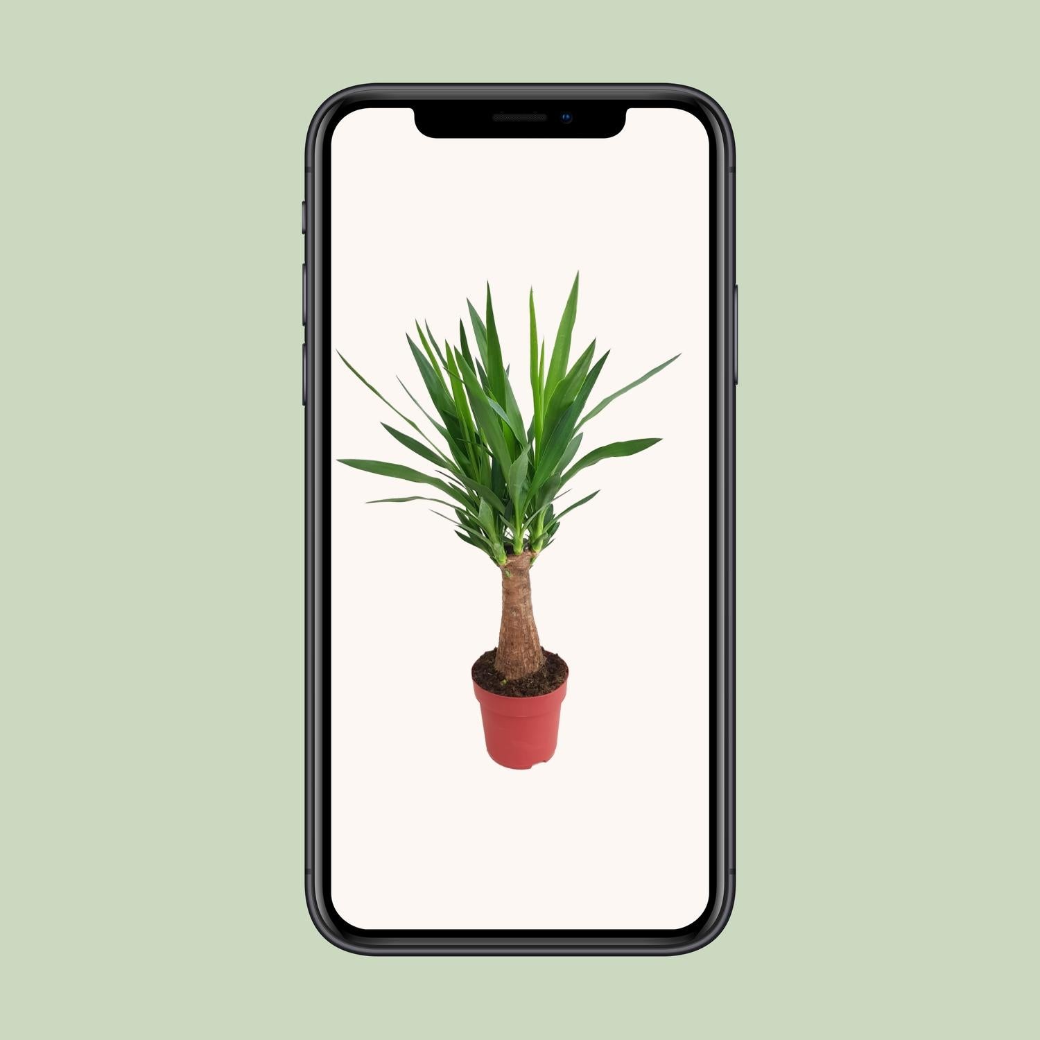 Yucca Maya Tree Ø19cm – 80cm hoch | Pflanzfix24.de - Pflanzfix24.de