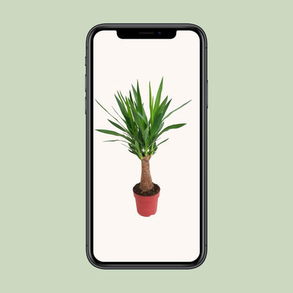 Yucca Maya Tree Ø19cm – 80cm hoch | Pflanzfix24.de - Pflanzfix24.de