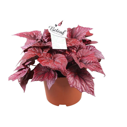 Begonia Beleaf Inca Flame - Ø17cm - ↕32cm - Pflanzfix24