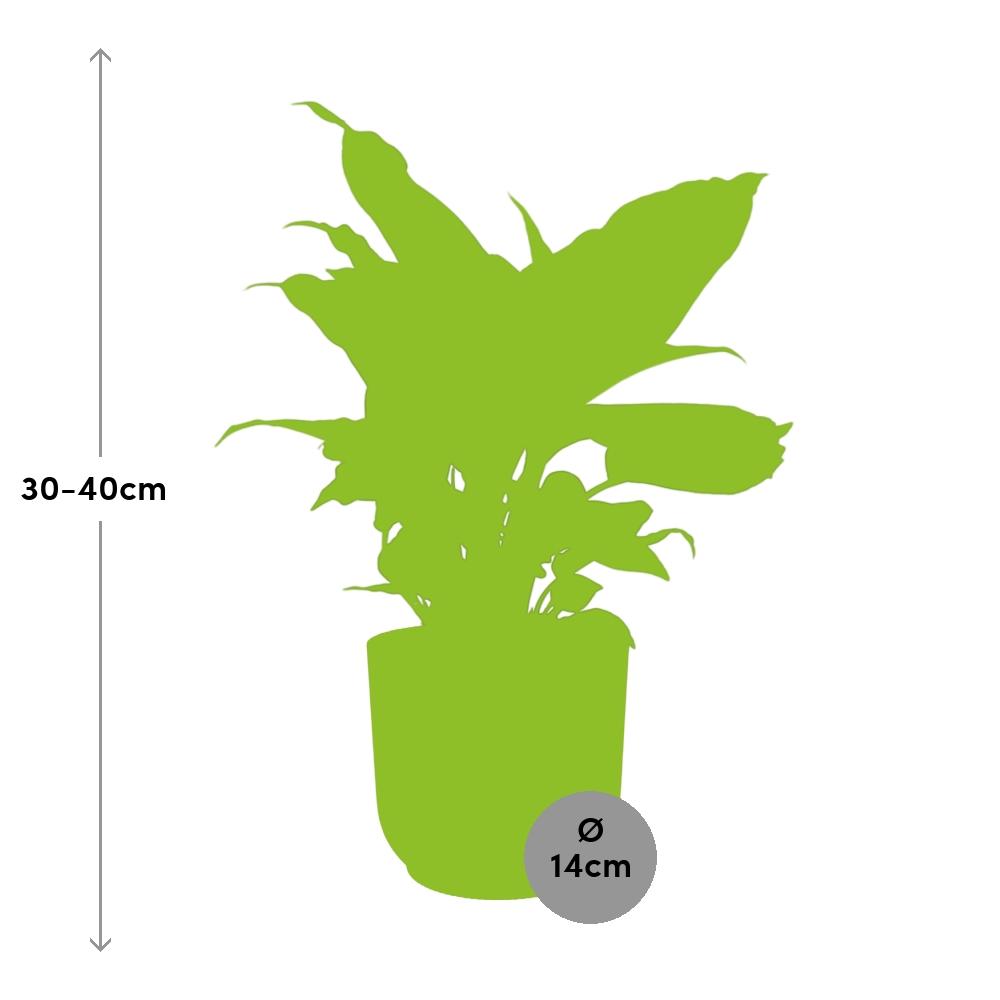 Dieffenbachia 'Camilla' in ELHO Vibes Fold 14cm roze - Pflanzfix24