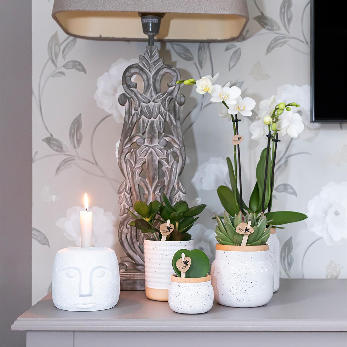 Überraschungsbox 4 Orchideen Mix Ø9 cm | Kolibri & Pflanzfix24.de - Pflanzfix24.de