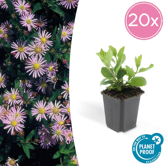 20x Aster ageratoides 'Asran' hellblau Ø9cm Stauden – Pflanzfix24.de - Pflanzfix24.de