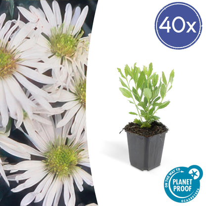 40x Aster ageratoides 'Ashvi' - Pflanzfix24.de - Pflanzfix24.de