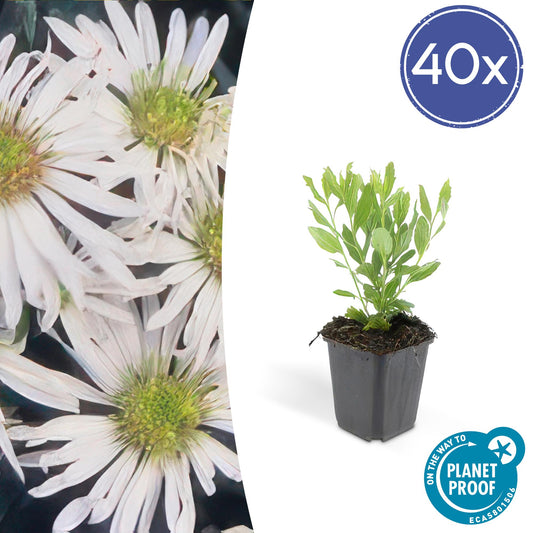 40x Aster ageratoides 'Ashvi' - Pflanzfix24.de - Pflanzfix24.de