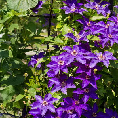 GreenboutiQ - Clematis The President - 2 Pflanzen - Pflanzfix24.de - Pflanzfix24.de