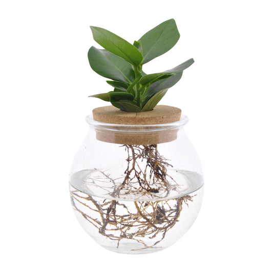 Clusia In Bolglas + Klikkurk - Ø12cm - ↕30cm - Pflanzfix24.de - Pflanzfix24.de