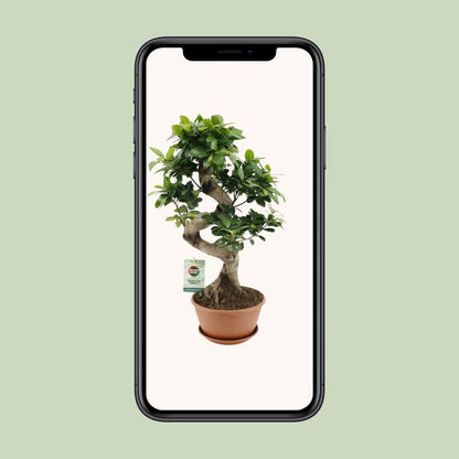 Ficus Ginseng - Ø22cm - ↕60cm - Pflanzfix24