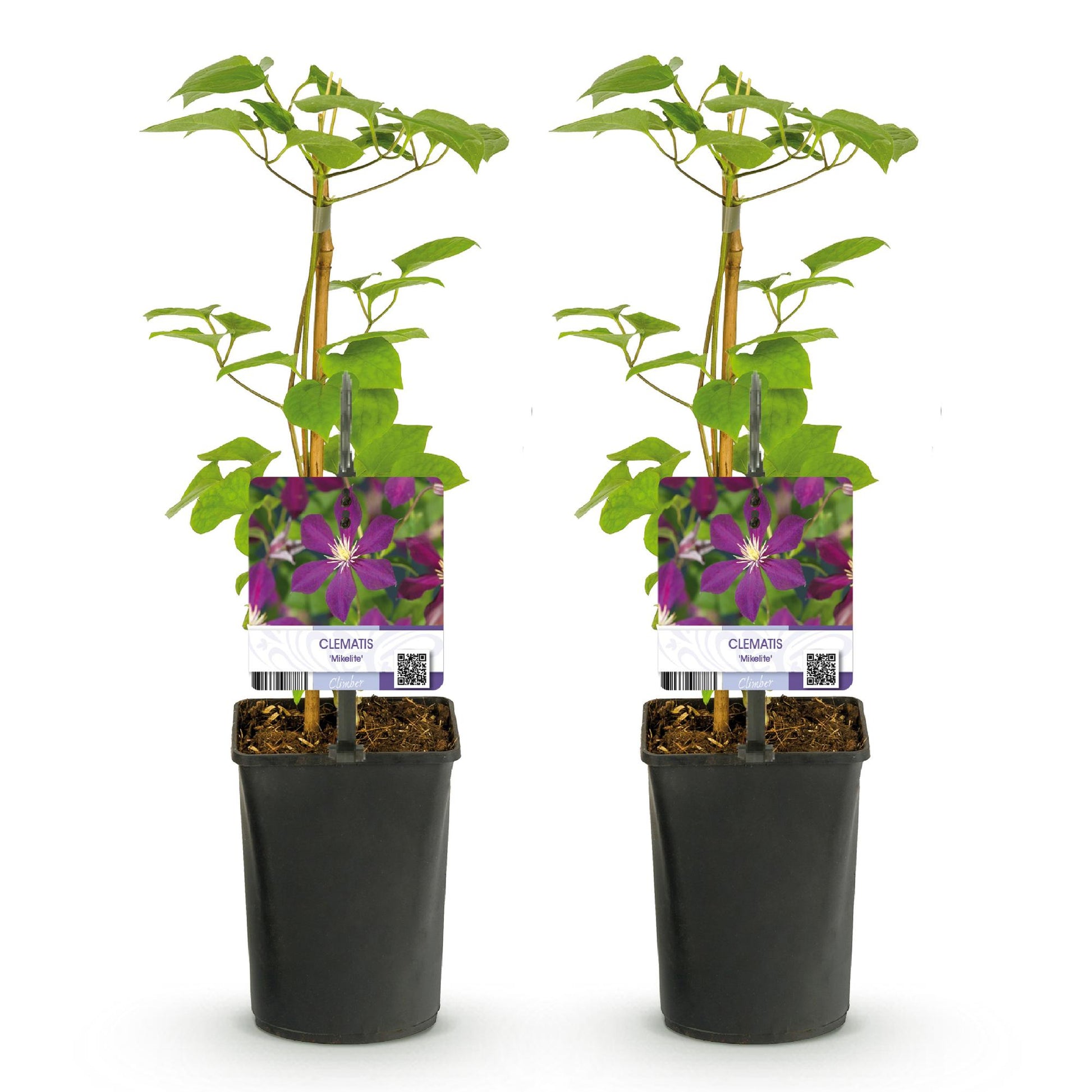 Pflanzfix24.de - Clematis 'Mikelite' - Kletterpflanze - Lila Blüte - 2 Pflanzen - Topf 11cm - Pflanzfix24.de