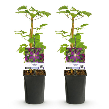 Pflanzfix24.de - Clematis 'Mikelite' - Kletterpflanze - Lila Blüte - 2 Pflanzen - Topf 11cm - Pflanzfix24.de