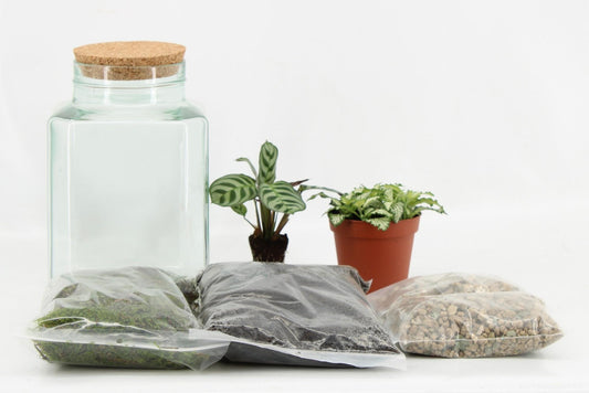 Terrarium Arrangement (DIY) - Ø13cm - ↕25cm - Pflanzfix24